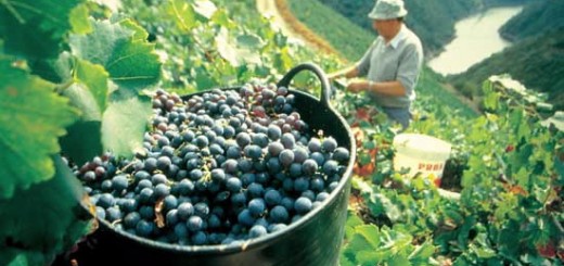 Foto de la Feira do Viño de Amandi en Sober