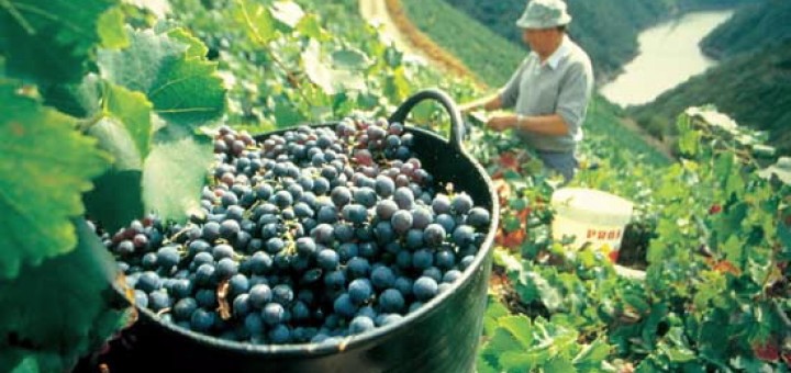 Foto de la Feira do Viño de Amandi en Sober