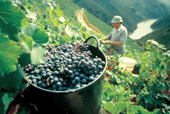 Foto de la Feira do Viño de Amandi en Sober