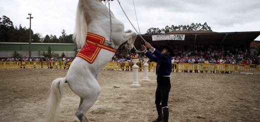 Foto de la Festa do Galo Piñeiro e Mostra Cabalar en O Pino
