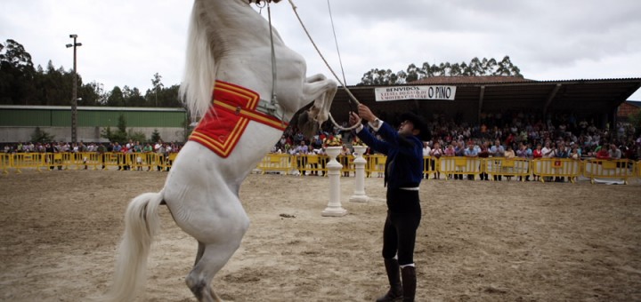 Foto de la Festa do Galo Piñeiro e Mostra Cabalar en O Pino