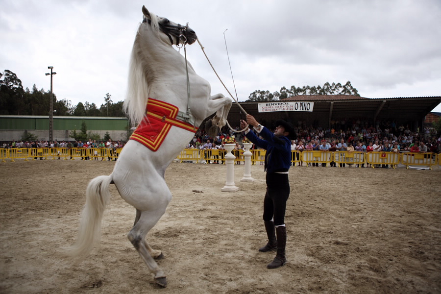 Foto de la Festa do Galo Piñeiro e Mostra Cabalar en O Pino