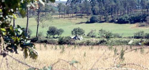 Foto de Dolmen de A Mina de Perxubeira en Mazaricos