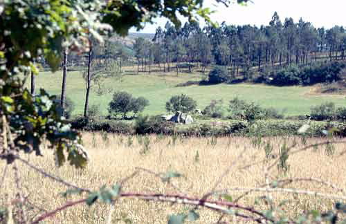 Foto de Dolmen de A Mina de Perxubeira en Mazaricos