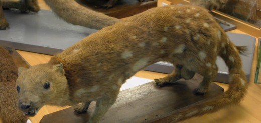 Foto de Museo de Historia Natural "Luis Iglesias" en Santiago de Compostela