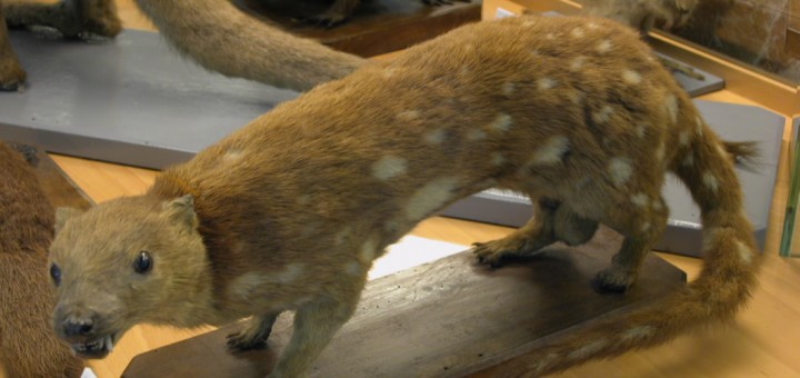 Foto de Museo de Historia Natural "Luis Iglesias" en Santiago de Compostela