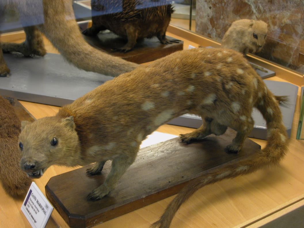 Foto de Museo de Historia Natural "Luis Iglesias" en Santiago de Compostela