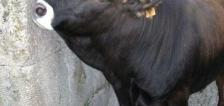 Foto de buey amarrado