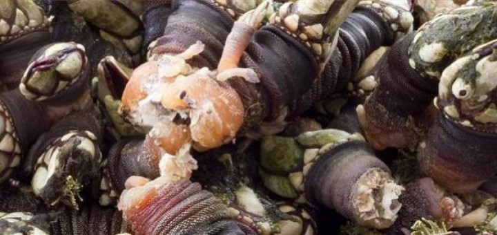 Foto de percebes do Roncudo en Corme
