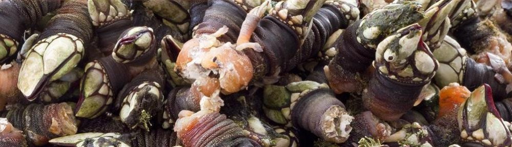 Foto de percebes do Roncudo en Corme