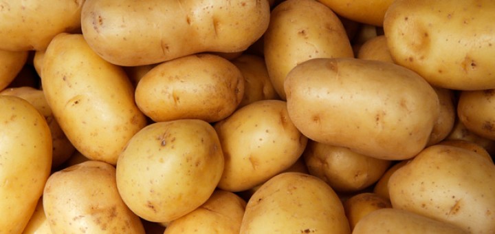 Foto de Patatas de Coristanco "Solanum tuberosum"