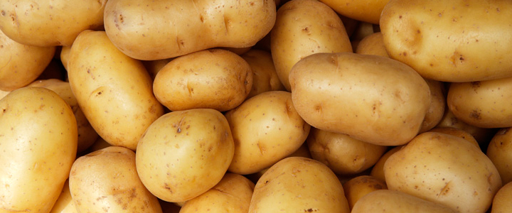 Foto de Patatas de Coristanco "Solanum tuberosum"