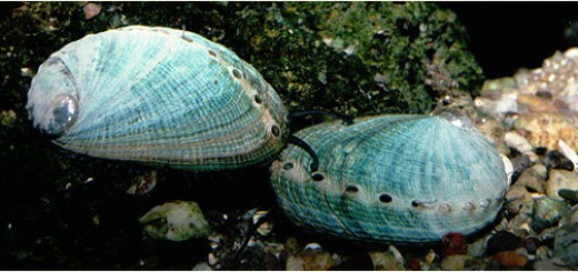 Imagen de orejas de mar o abalones