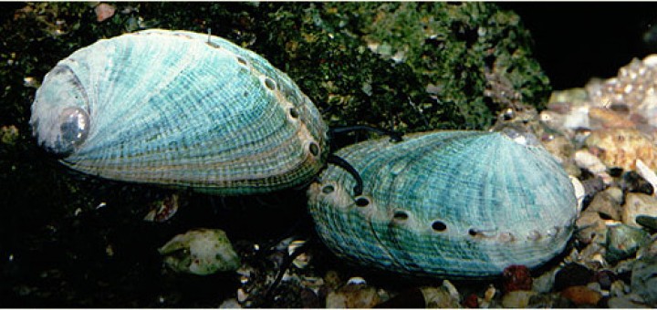 Imagen de orejas de mar o abalones