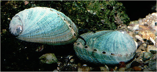 Imagen de orejas de mar o abalones