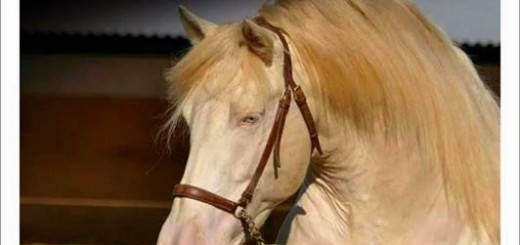 Cartel del I Concurso Cabalar Dumbría